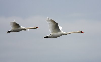 Mute Swan