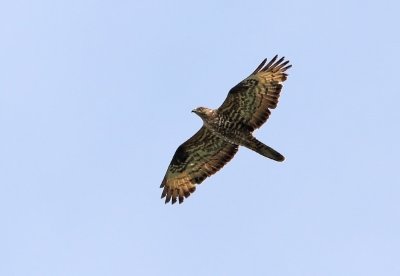 Honey Buzzard