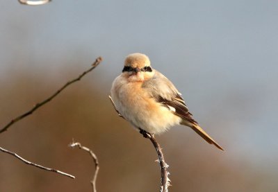 Isabelline Shrike (Lanius isabellinus)