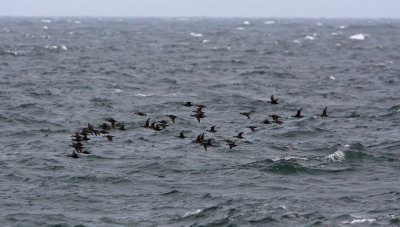 Common scoter