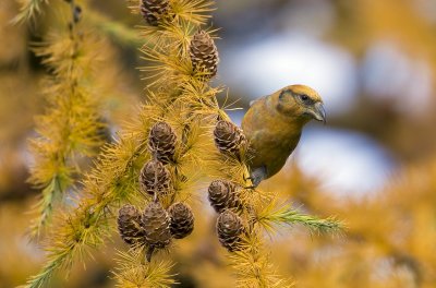 Crossbill