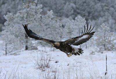 Golden Eagle