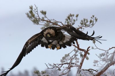 Eagles in Sweden