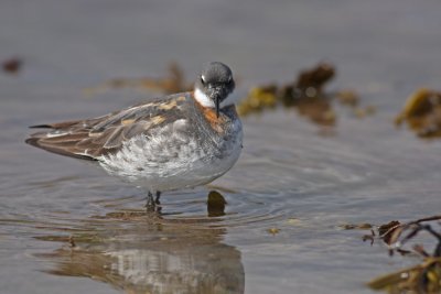 Red necked Phalarope