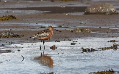 Bar-tailed Godwit