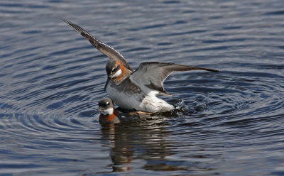 Red necked Phalarope