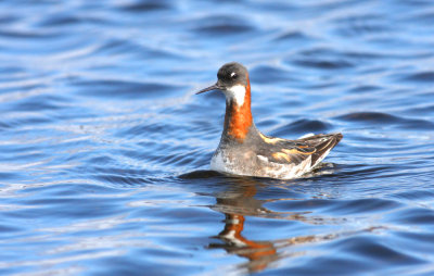 Red necked Phalarope