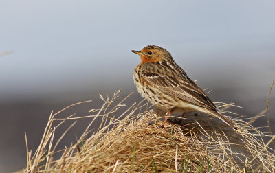 Red-throated Pipit