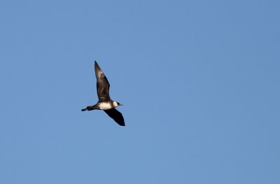 Pomarine Skua