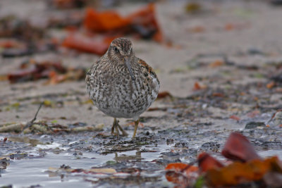 Purple Sandpiper
