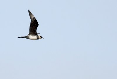 Pomarine Skua