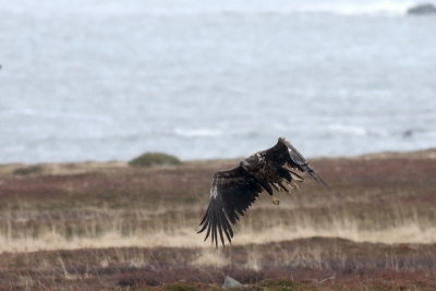 White-tailed Eagle
