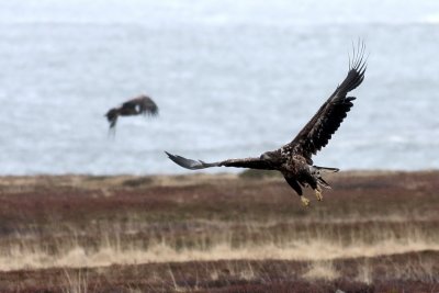 White-tailed Eagle
