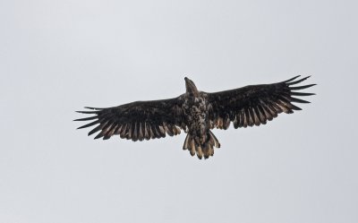 White-tailed Eagle