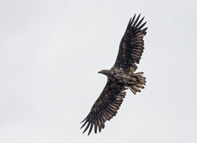 White-tailed Eagle