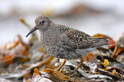 Purple Sandpiper