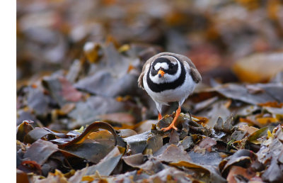 Ringed Plover