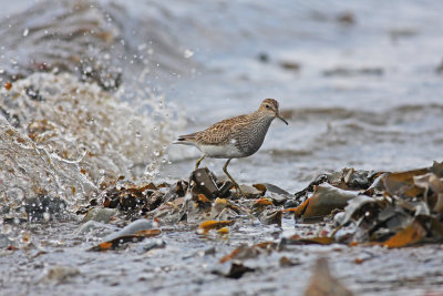 Pectoral  Sandpiper