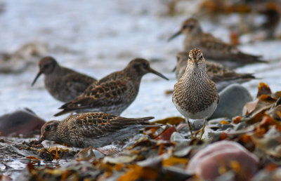 Pectoral  Sandpiper