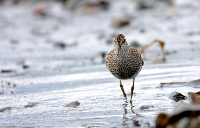 Pectoral  Sandpiper