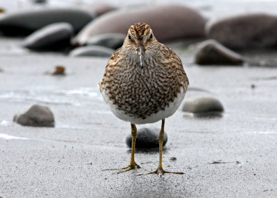 Pectoral  Sandpiper