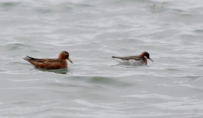Grey Phalarope