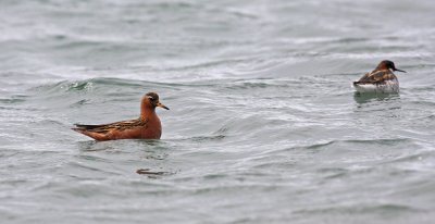 Grey Phalarope