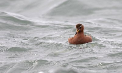 Grey Phalarope