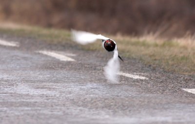 Red Grouse