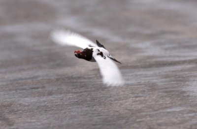 Red Grouse