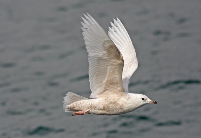 Iceland Gull