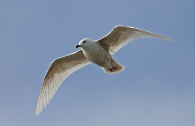 Iceland Gull