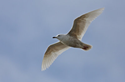 Iceland Gull