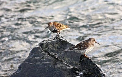 Purple Sandpiper and Dunlin