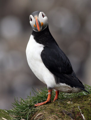 Puffin