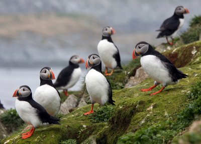 Puffin