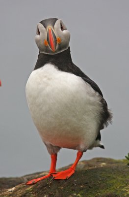 Puffin