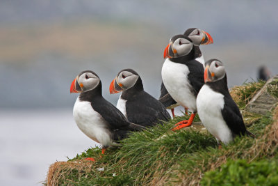 Puffin