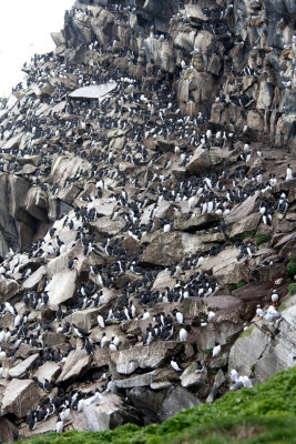 Guillemots
