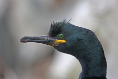 Shag