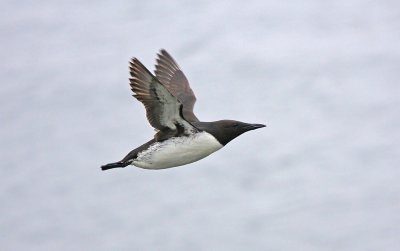 Guillemot