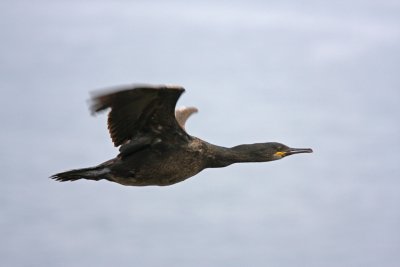 Shag