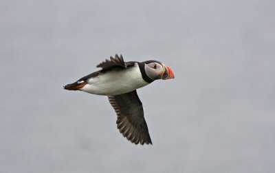 Puffin
