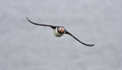 Puffin