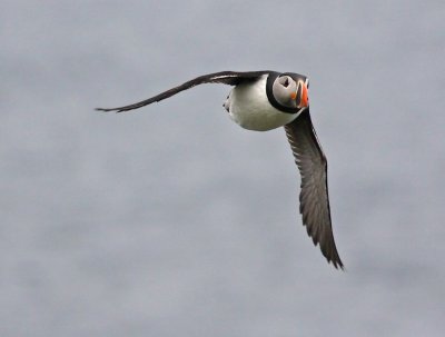 Puffin