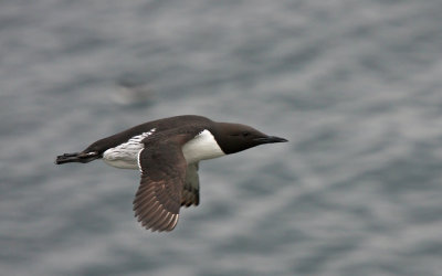 Guillemot