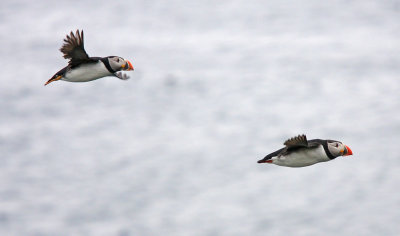 Puffin