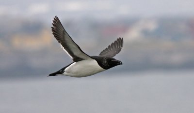 Razorbill