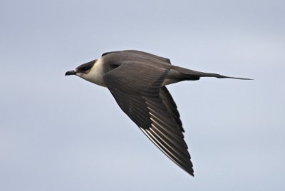 Arctic Skua