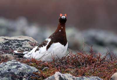 Red Grouse